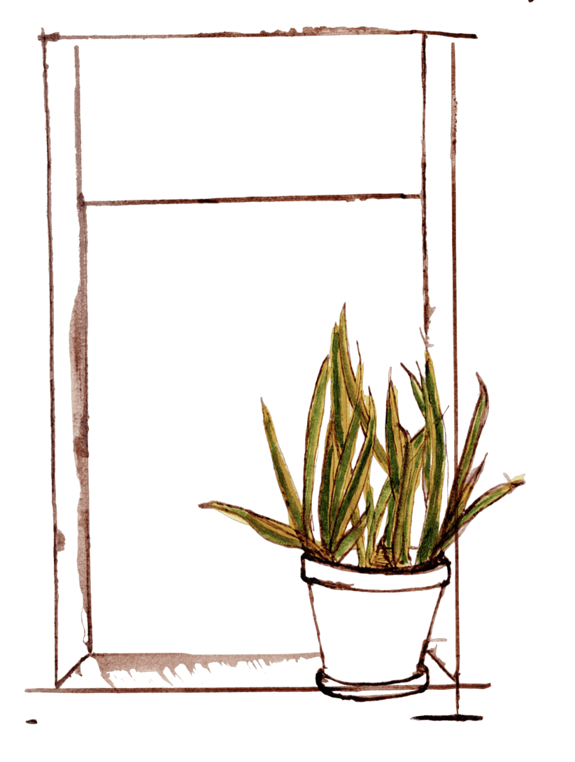 Decorative plant illustration